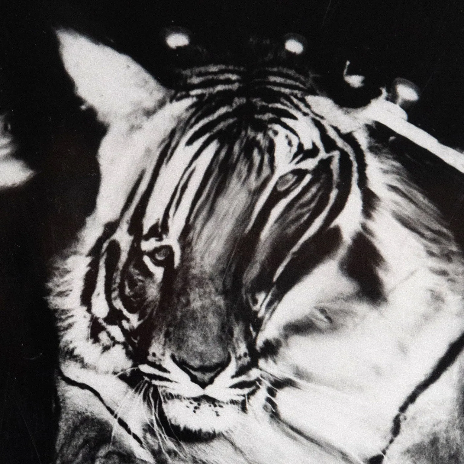WEEGEE "JUMPING TIGER" TRIPTYCH, C.1950
