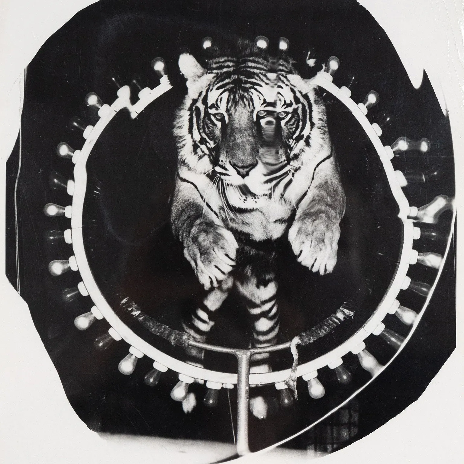 WEEGEE "JUMPING TIGER" TRIPTYCH, C.1950
