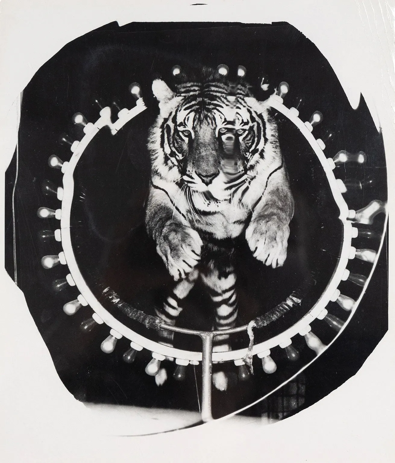 WEEGEE "JUMPING TIGER" TRIPTYCH, C.1950
