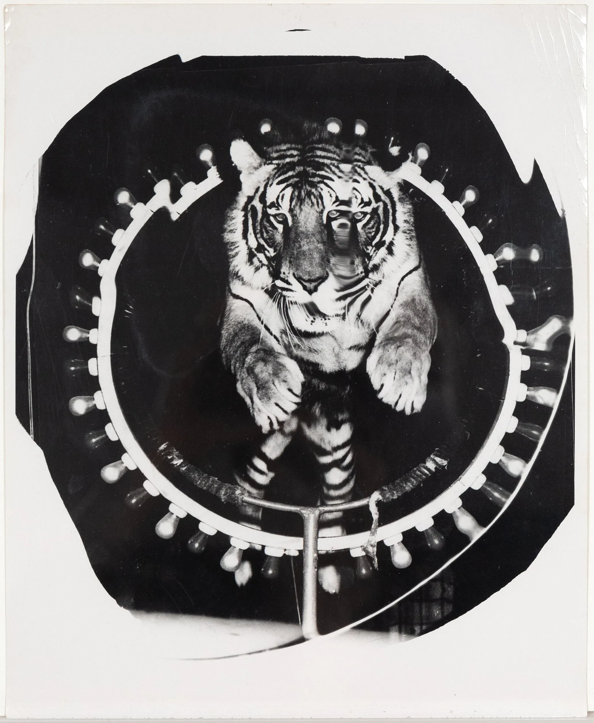 WEEGEE "JUMPING TIGER" TRIPTYCH, C.1950