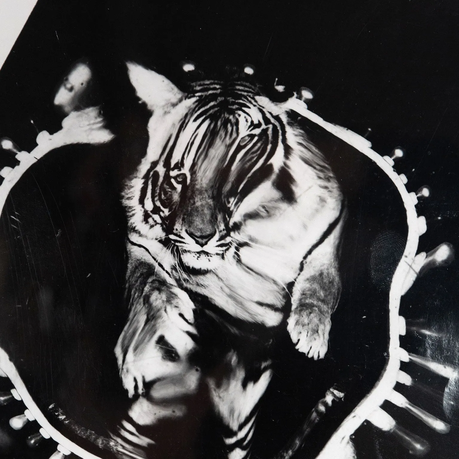 WEEGEE "JUMPING TIGER" TRIPTYCH, C.1950