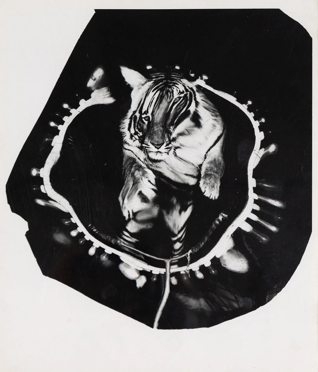 WEEGEE "JUMPING TIGER" TRIPTYCH, C.1950
