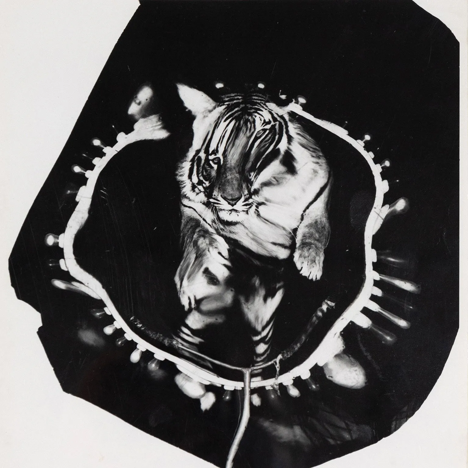 WEEGEE "JUMPING TIGER" TRIPTYCH, C.1950