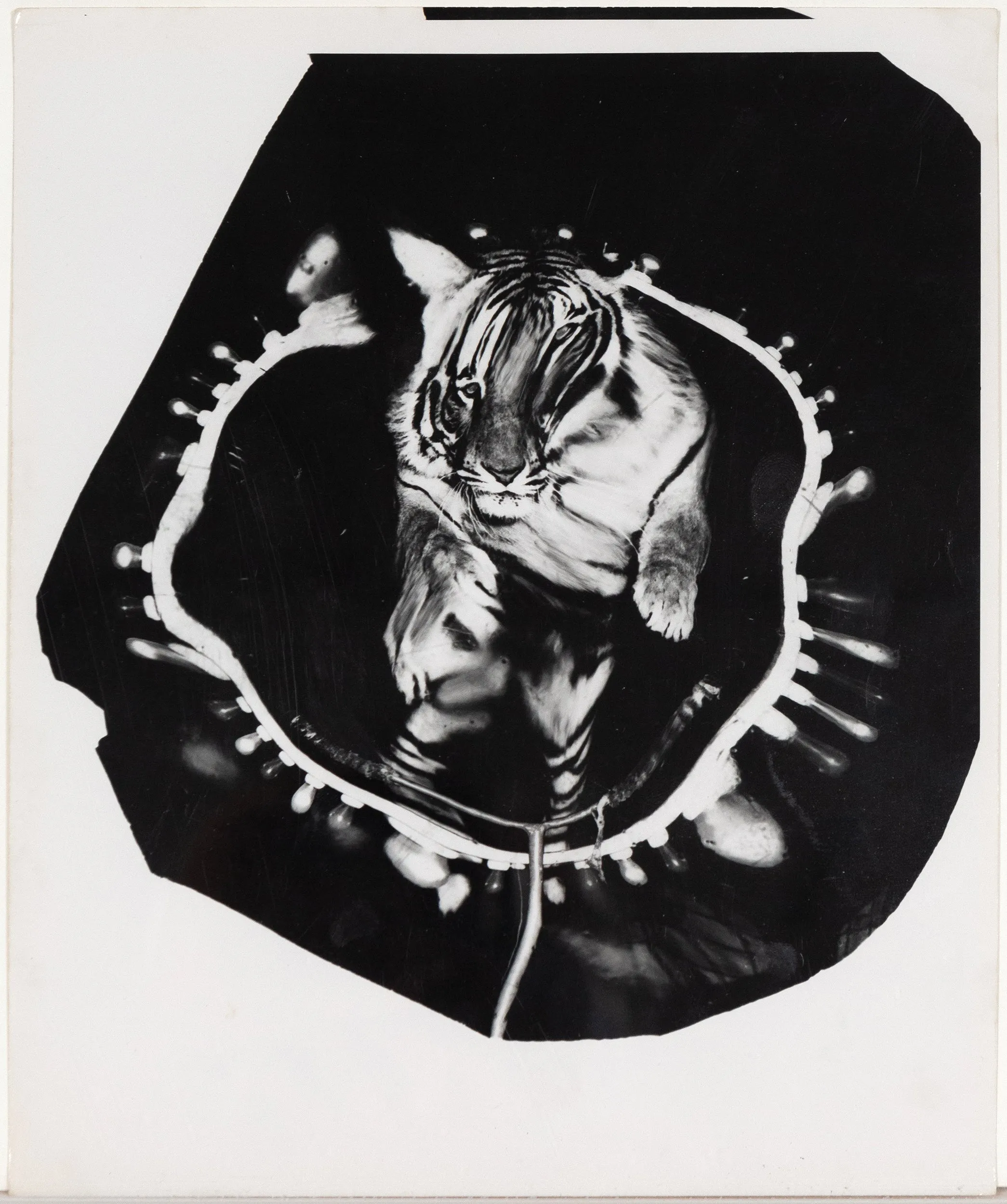 WEEGEE "JUMPING TIGER" TRIPTYCH, C.1950